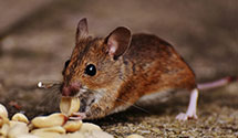 24 Hour & Emergency Exterminators in Little Neck, NY